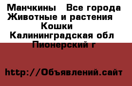 Манчкины - Все города Животные и растения » Кошки   . Калининградская обл.,Пионерский г.